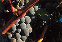 Cabernet Savignon