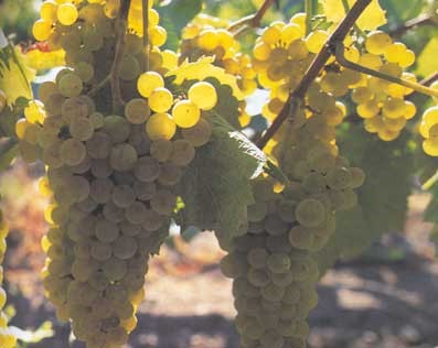 Chardonnay
