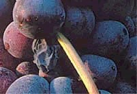 Garnacha