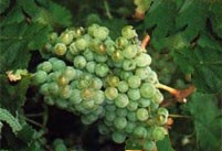 Macabeo