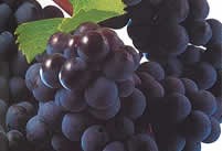 Merlot