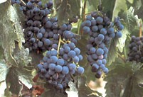 Tempranillo